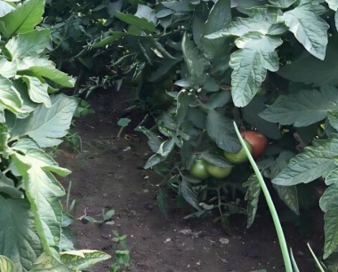 番茄脐腐病再次来袭,怎么用药?