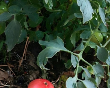 番茄叶霉病用什么药治疗最好?