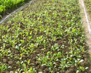 番茄生长期期温度是多少?