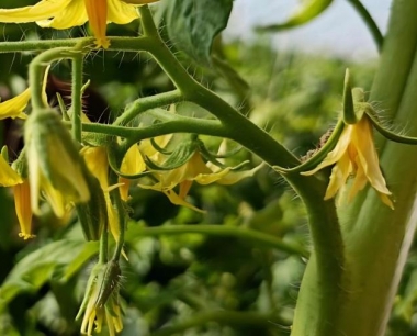 番茄膨果期用什么肥料好?