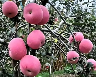 苹果铜绿金龟子危害症状有哪些?