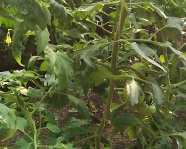 苹果什么是拉枝?拉枝应注意什么?