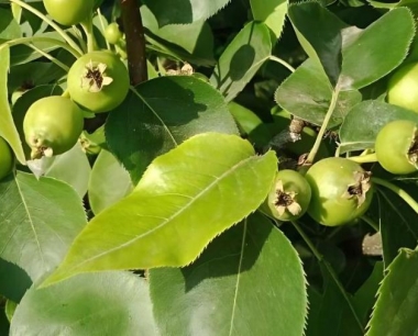 苹果树三棱草的形态特征是什么?