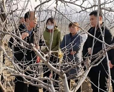 苹果双齿绿刺蛾的为害症状有哪些?