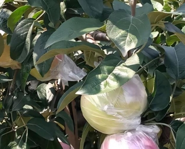 当前苹果的主要管理内容有哪些?