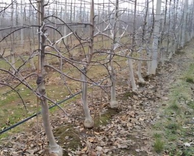 苹果花芽分化受阻的原因有哪些?