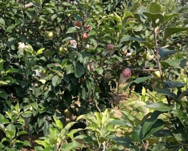 如何防治苹果园苹小卷叶蛾的发生?