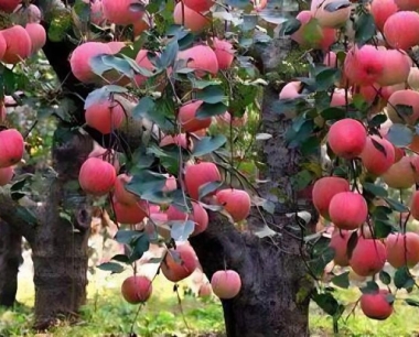 春季栽培苹果对水肥有什么要求?