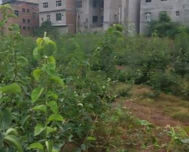 冰心苹果是怎么种出来的?