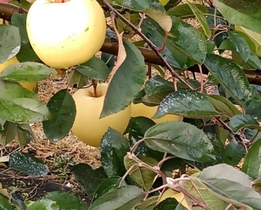 高温多雨季节怎样防治苹果叶部病害?