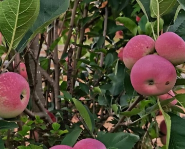 苹果疫腐病危害苹果哪个生长阶段?