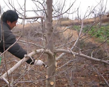 短板苹果树与长枝苹果树哪个寿命`长?
