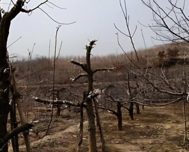 苹果树涂干的最佳时间?