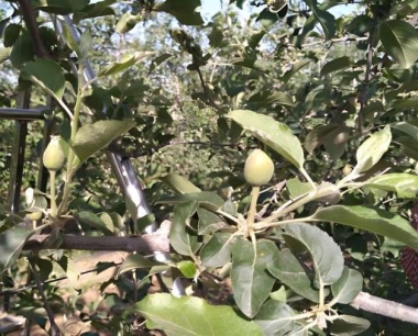 苹果的花期和落花时间?