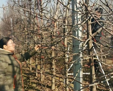 苹果表面上看麻麻留留的是怎么回事?