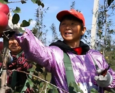 苹果花叶病春季展叶时如何进行药物治疗?