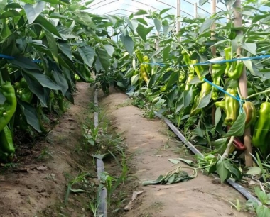 辣椒疫病俗称黑杆,是由什么侵染引起的?