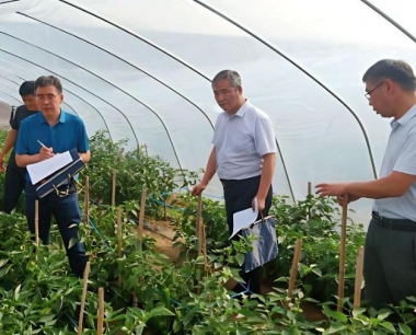 当前高温天气预防辣椒病害应采取什么措施?