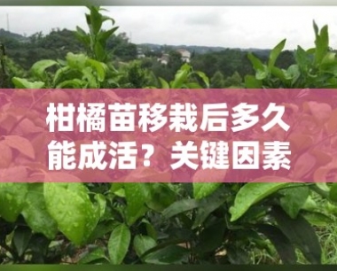柑橘苗移栽后多久能成活?关键因素与科学管理技巧解析