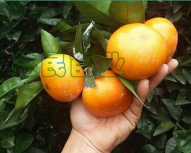 新年必买清单:此柑橘新品种势必掀起一股口腔诱惑的热潮。