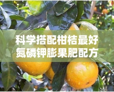 科学搭配柑桔更好氮磷钾膨果肥配方助力果实膨大增产