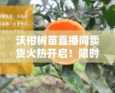 沃柑树苗直播间卖货火热开启!限时直降+种植技巧免费教学