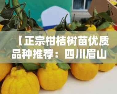 【正宗柑桔树苗优质品种推荐:四川眉山原产地直供高产栽培指南】