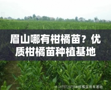 眉山哪有柑橘苗?优质柑橘苗种植基地与购买指南