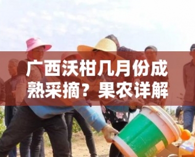 广西沃柑几月份成熟采摘?果农详解更佳收获时间与上市季节