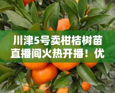 川津5号卖柑桔树苗直播间火热开播!优质高产柑桔苗限时直降抢购中