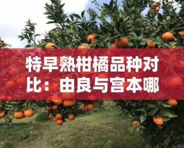 特早熟柑橘品种对比:由良与宫本哪个更适合种植?优缺点全解析