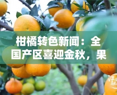 柑橘转色新闻:全国产区喜迎金秋,果实糖度飙升引关注