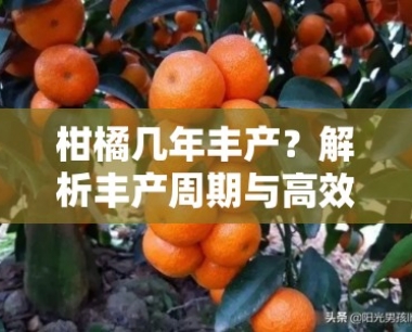 柑橘几年丰产?解析丰产周期与高效管理技术要点