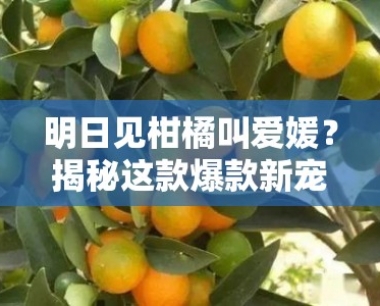 明日见柑橘叫爱媛?揭秘这款爆款新宠的甜蜜奥秘与产地传奇