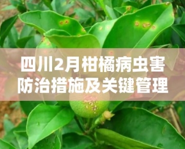 四川2月柑橘病虫害防治措施及关键管理技术要点解析