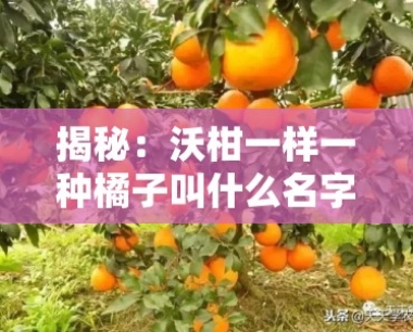 揭秘:沃柑一样一种橘子叫什么名字?柑橘品种名称大解析