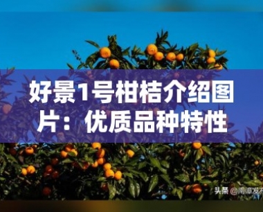 好景1号柑桔介绍图片:优质品种特性与产地实拍高清图集