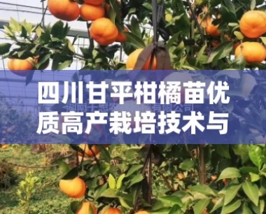 四川甘平柑橘苗优质高产栽培技术与管理要点解析
