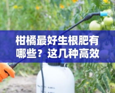 柑橘更好生根肥有哪些?这几种高效肥料推荐,助你快速培育健壮根系