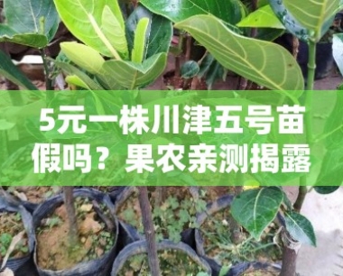 5元一株川津五号苗假吗?果农亲测揭露低价苗木真假内幕!
