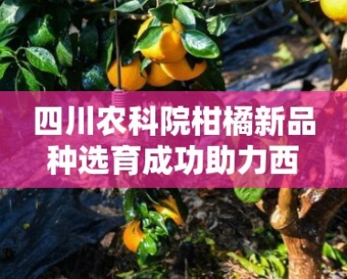 四川农科院柑橘新品种选育成功助力西南地区果业升级