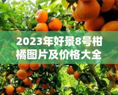 2023年好景8号柑橘图片及价格大全集:高清图集、果农推荐与市场行情全解析