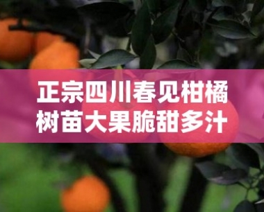 正宗四川春见柑橘树苗大果脆甜多汁当年结果高产优质基地直发包邮