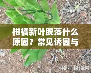 柑橘新叶脱落什么原因?常见诱因与防治 *** 解析