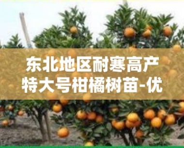 东北地区耐寒高产特大号柑橘树苗-优质抗冻树苗品种推荐