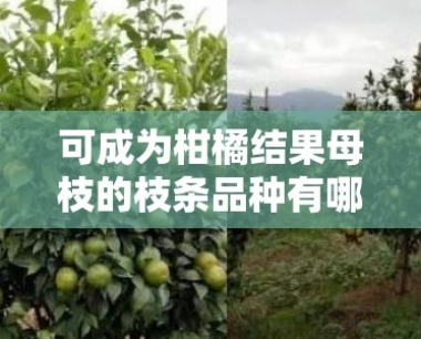 可成为柑橘结果母枝的枝条品种有哪些?解析柑橘结果母枝选育要点