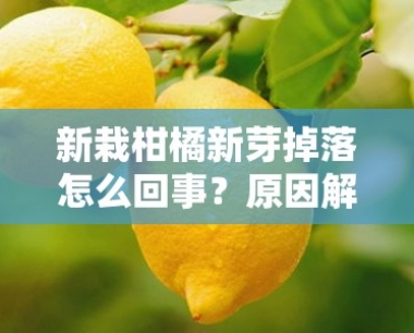 新栽柑橘新芽掉落怎么回事?原因解析与防治措施全解析