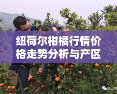 纽荷尔柑橘行情价格走势分析与产区市场动态解读