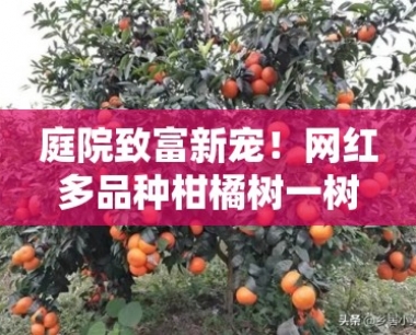 庭院致富新宠!网红多品种柑橘树一树多收,高产易管引领种植热潮