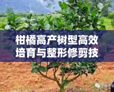 柑橘高产树型高效培育与整形修剪技术解析